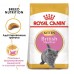 Royal Canin British Shorthair Kitten - корм для британских короткошерстных котят в возрасте до 12 месяцев.